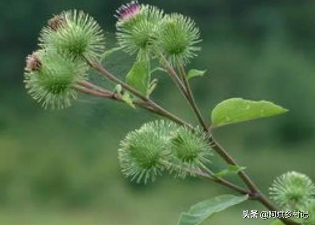 imacros(imacros教程)