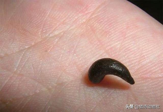 蚂蝗吃什么东西:蚂蝗吃什么东西鸡血 蚂蝗会被鸟吃吗？有什么动物是吃蚂蟥的?