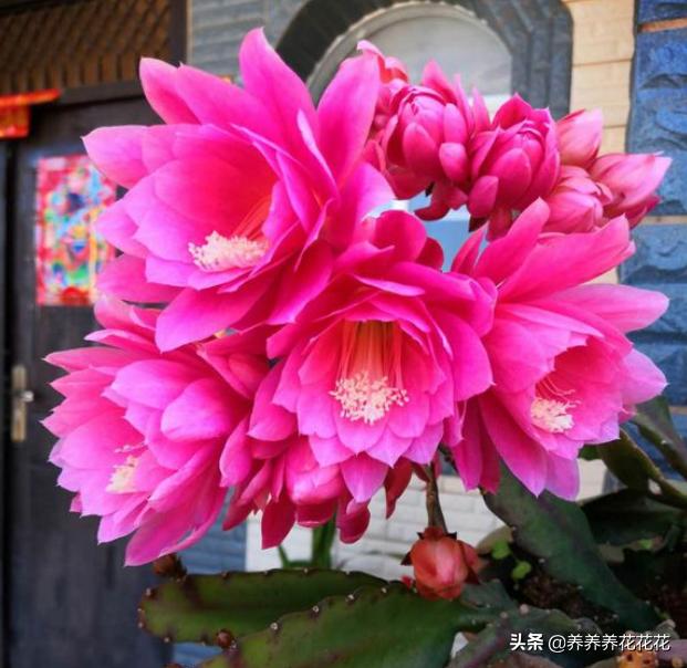 令箭荷花的冬季养护:令箭四季最佳养护方法是什么？