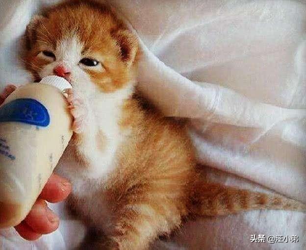 捡到一窝小猫没办法养怎么办？