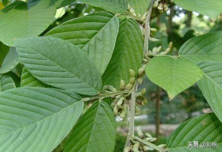 黄刺玫原变种:黄刺玫生长周期 黄刺玫和黄蔷薇怎么区分？