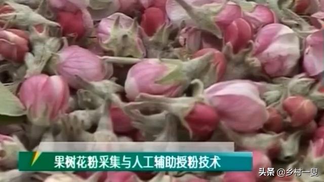 头条问答 果树人工授粉什么意思 5个回答