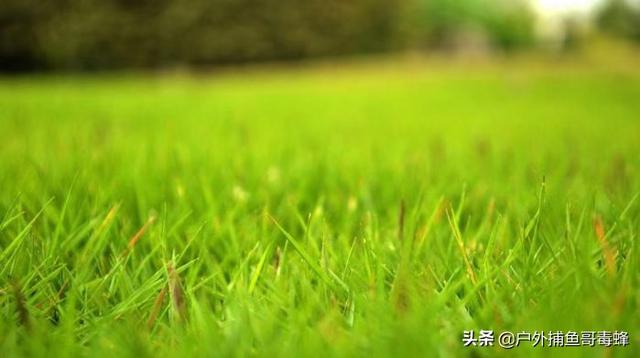 狗牙根草籽:有哪些适合西南地区种植的草种？ 狗牙根草籽多少钱一斤