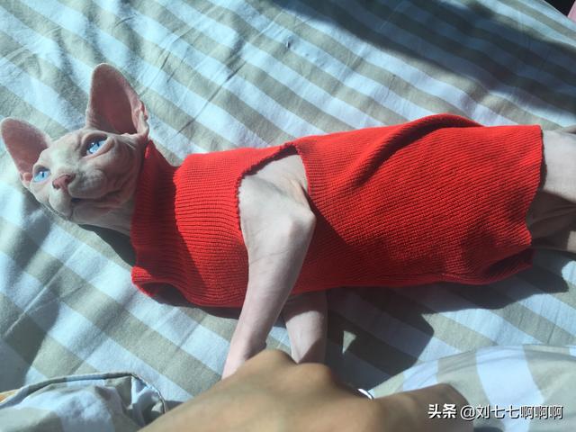 宠物店赚钱吗:宠物店的收入主要有哪几类？