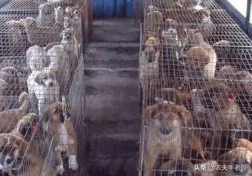 超大型犬杂交研究所:养500条肉狗要投资多少钱？ 中国细犬杂交犬