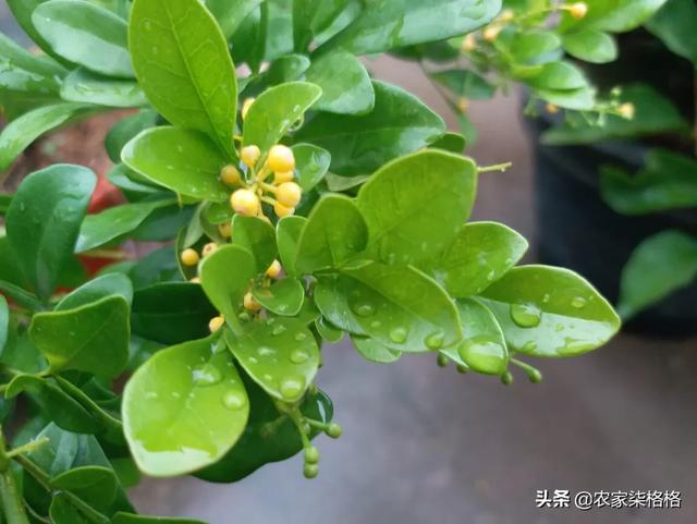 米兰花图片:米兰花叶子上有黑斑是怎么回事？