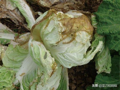 软腐病191:甜瓜细菌性果腐病如何预防和治疗？