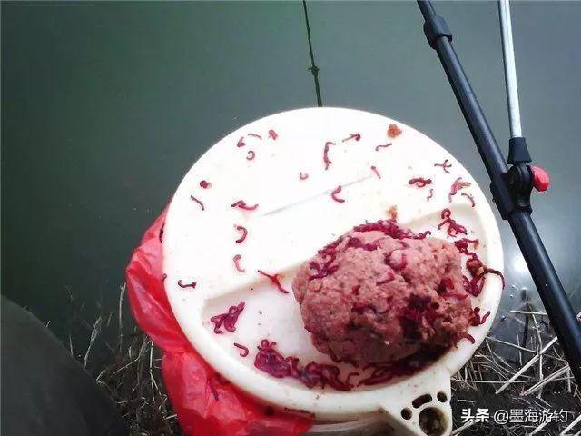 母红虫与公红虫图片:请教一下红虫肉夹馍拉饵如何制作？