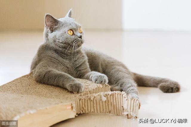 养一只电子宠物猫吧:养一只喵星人，需要做好哪些心理准备？