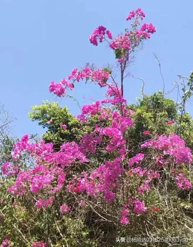 打油诗和绝句诗的区别是什么？