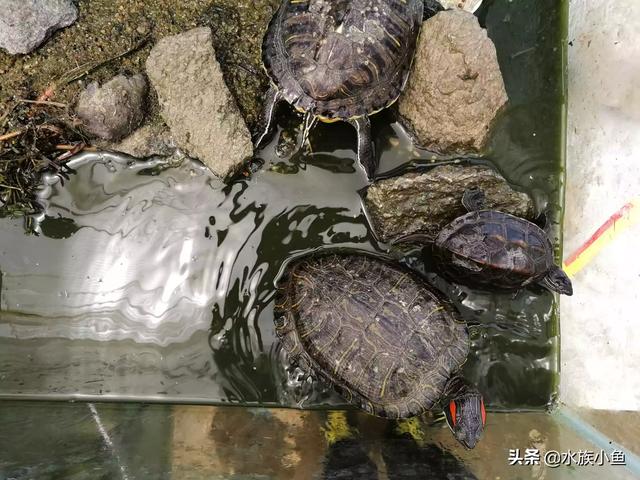 甜甜圈龟:巴西龟能和草龟放在一起养吗？