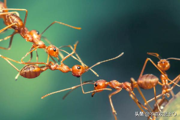 有什么灭蚂蚁的方法:家里有蚂蚁，如何可以彻底清除？