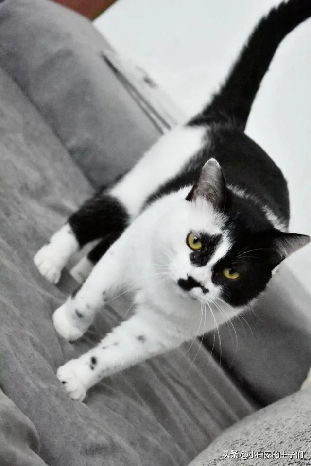 猫咪脾气不好怎么办:猫咪不愿意使用猫砂，是不是闹脾气了？款式选对了吗？