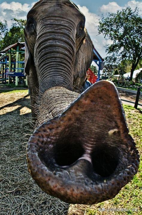 大象的鼻子上有多少个块肌肉,听说成年大象可以用鼻子拔一棵树,是否属