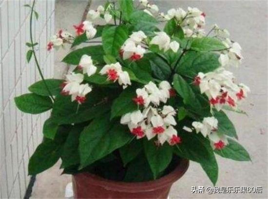 园林植物龙吐珠图片:龙吐珠开花的时候怎样浇水？