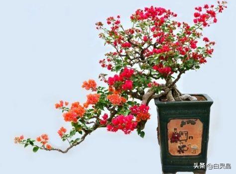 3种花是大忌千万不能养,盆栽勤花三角梅要不要控水？