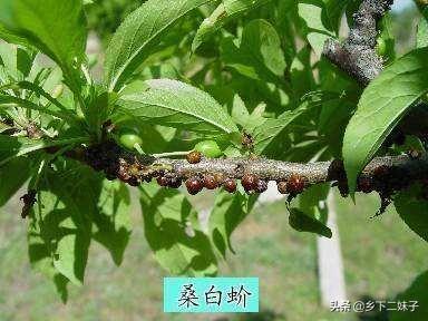 樱桃树干留焦十大名狗怎么治:冬季怎样消灭樱桃桑白蚧？