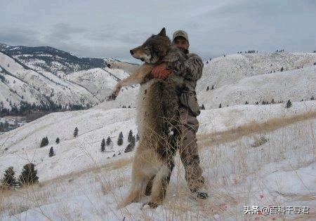 什么狗能咬死藏獒照片:藏獒真的比老虎狮子强吗？