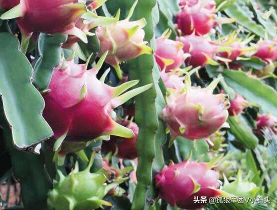 红龙果:红龙果的营养与功效 火龙果是外来的水果品种嘛？