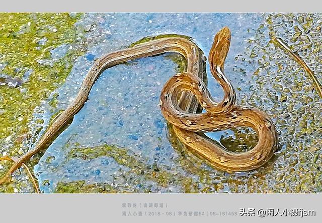 水蛇图片:你手机拍的蛇类的照片能否分享一下？