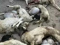 羊驼为什么吐口水:羊驼为什么吐口水图片 大多数动物都不会攻击人，是真的么？为什么？