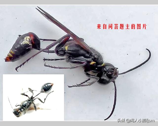 姬鸮的图片:在房间里发现有翅膀、会飞行的胸腹明显“脱节”的虫子，有害吗？