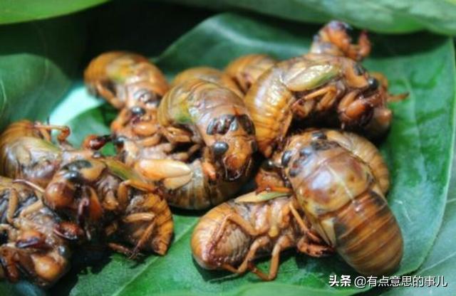 拇指猴养殖:知了猴今年养殖，啥时候能收？