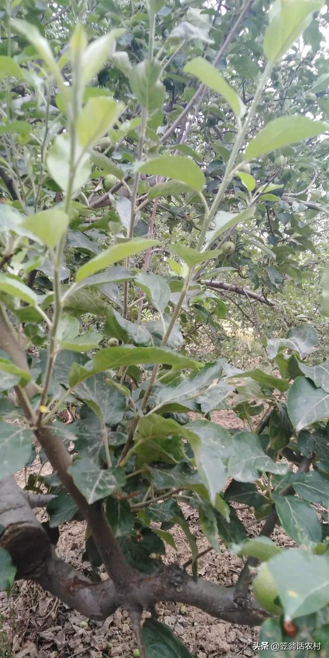 苹果树7月份能剪吗？