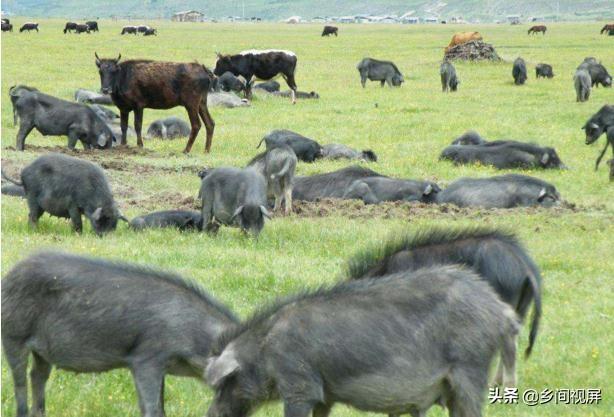 贵州微型猪:香猪什么时候屠宰肉质最佳？