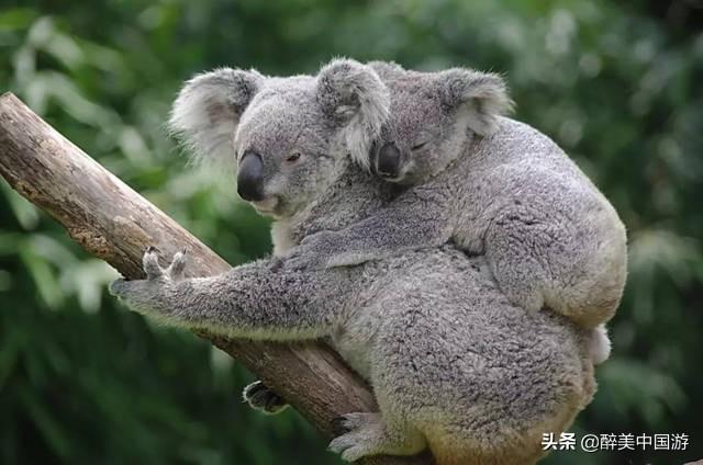 動物園有哪些動物,你當地動物園都有哪些動物?