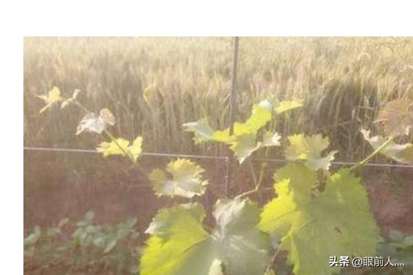 葡萄树的害虫有哪些:为什么阳光玫瑰葡萄有黑点？