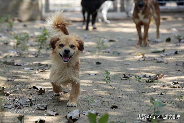 狗狗社区:面对小区流浪狗有什么好的解决方法或者方案？