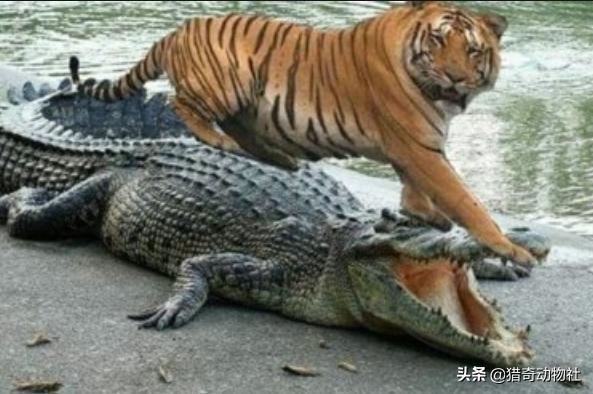 猛兽大对决湾鳄vs白鲨:猛兽大对决牛鲨vs鳄鱼 老虎玛琪丽杀死的这只鳄鱼需要多少只狮子才能对付？