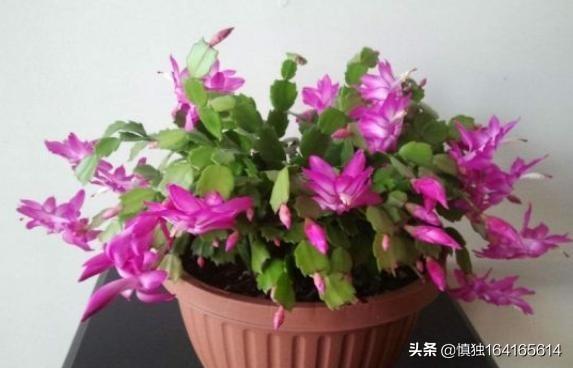 蟹爪兰图片:蟹爪兰开完花以后，叶片非常的瘦，怎么办？