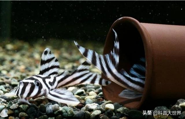 电影里清道夫是什么意思:清道夫的学名为什么叫国王异型？如何评价这种生物？