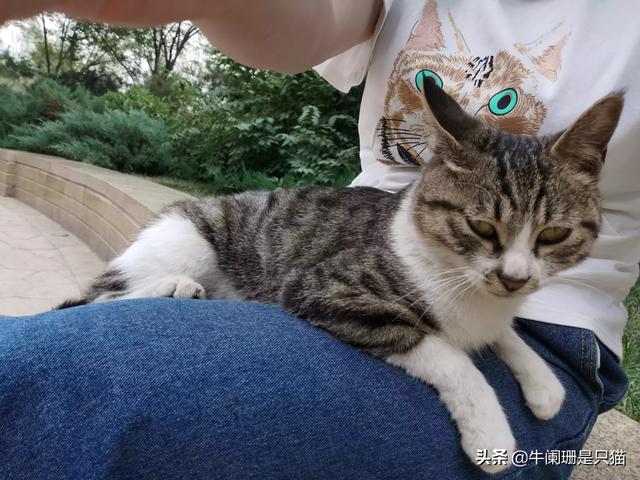 15斤的狸花猫:狸花猫可以当成宠物养吗？ 狸花猫多少斤正常