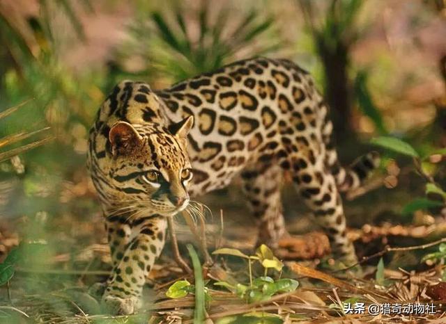 西伯利亚森林猫的颜色:丛林猫和豹猫在自然界中是什么关系？
