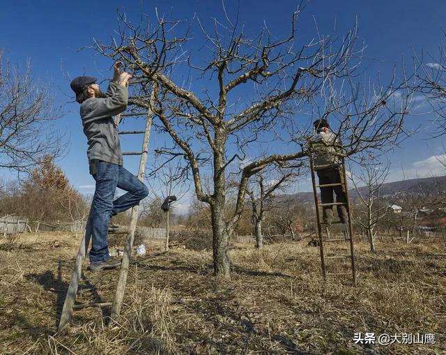 果树修剪的原则是什么 头条问答