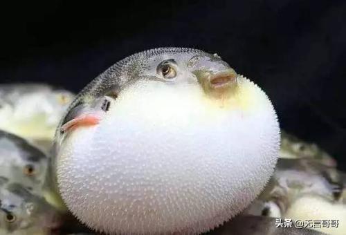 "蒌蒿满地芦芽短,正是河豚欲上时"中的欲是什么意思