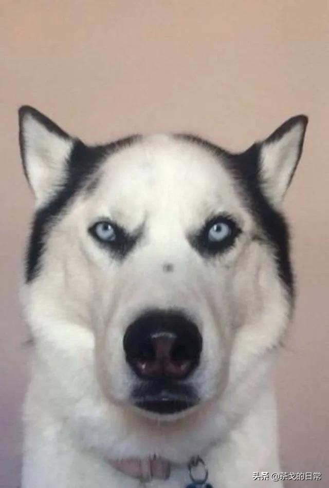 哈士奇犬特点:哈士奇那么傻，为什么拉雪橇那么优秀？