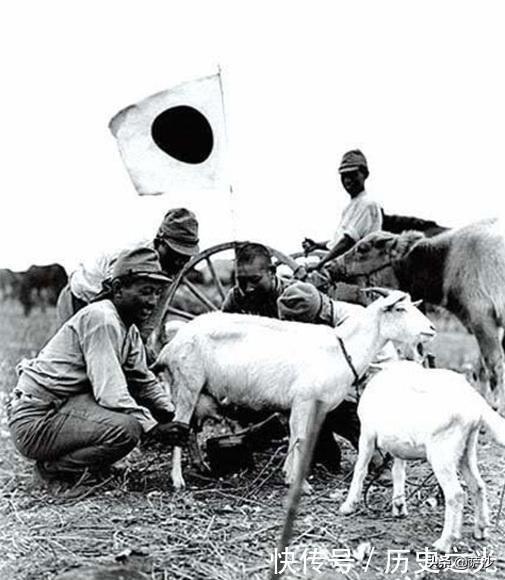 白色战士大和犬第26:旧日本陆军会羡慕、嫉妒海军伙食好吗？ 白色战士大和犬21