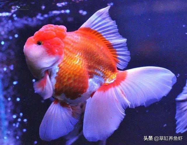 金鱼外寄生虫病:金鱼鳞片有点翘起，是得了寄生虫吗？