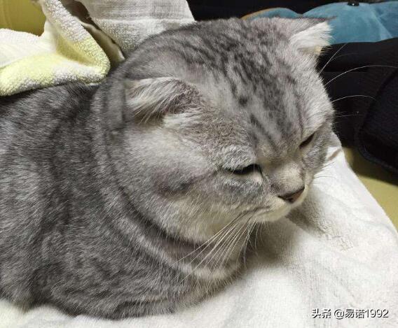 猫的寿命:猫寿命1年相当于人类几年？