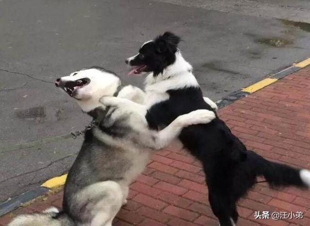 中国牧羊犬在线论坛:如果养一只边牧，会是怎样的体验？