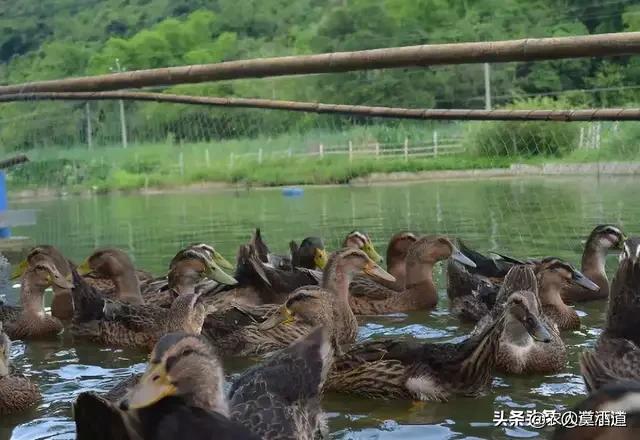 养鸭子:室内养鸭可行不？豆腐渣发酵后可当成鸭饲料使用吗？