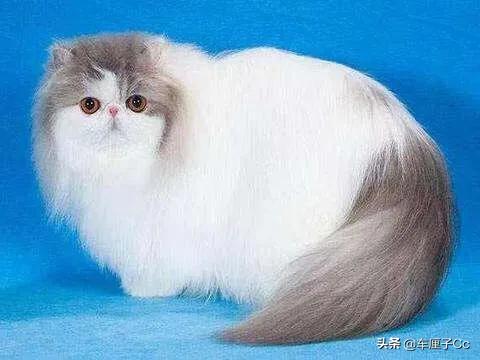 短毛波斯猫一天喂几次:为什么说养波斯猫会很费心？