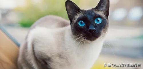 猫抓老鼠的叫声:请问谁知道猫咪要几个月才开始抓耗子呢？家里耗子太多了？