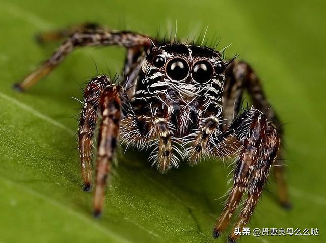 《昆虫记》里,狼蛛和狼有什么相似吗？是很恐怖的昆虫吗？