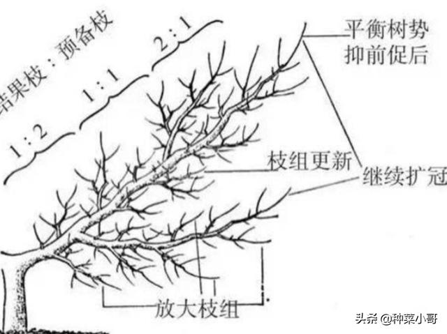 一棵小桃树结构图解图片