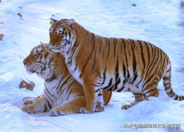 虎虎老婆:两个生肖属虎的能不能在一起？